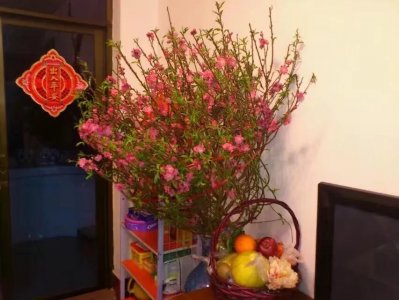 ​桃花的花语和寓意