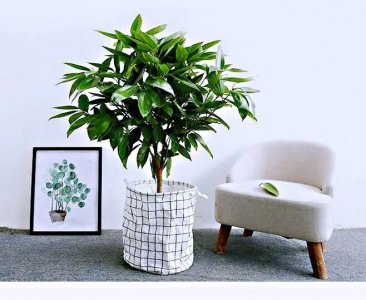 ​兰屿肉桂～株型丰满端庄，叶色亮丽，四季常绿，是很好的观叶植物