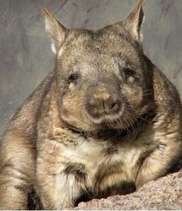 ​1900年——昆士兰毛鼻袋熊灭绝