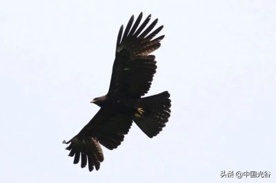 ​武汉首次！光谷龙泉山发现林雕，翼展1米6