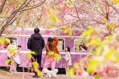 ​C视觉丨 漫花庄园 成都春日的粉色秘境