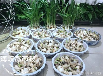 ​水仙花怎么雕 专家手把手教你