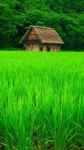 ​手机壁纸，看了使人心静如水的美图