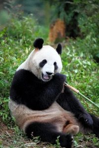 ​为什么熊猫会是频临绝种？