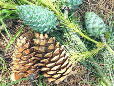 ​农村不懂松果的用途价值，以前都是用来当柴火烧