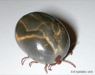 ​【动物界全系列】寄螨总目—硬蜱科（下）：血蜱