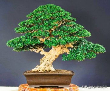 ​福建茶盆景的取材，制作与养护，树姿苍劲挺拔，花果叶并美