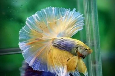 ​超美的水中天使，六十种名字优雅好听的观赏鱼爆美图片欣赏