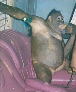 ​2003年，印尼村民侵犯红毛猩猩，囚禁6年后猩猩至今生活不能自理