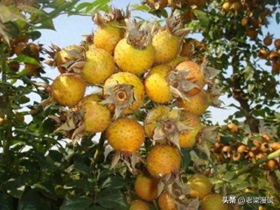 ​水果百科：刺梨