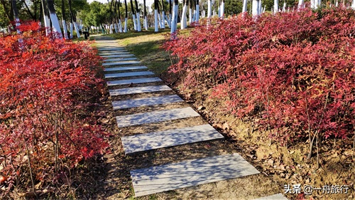 合肥天鹅湖，安徽最美的地方，这里已成了“网红”的打卡地标