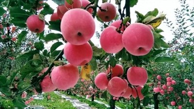 ​红富士苹果危机：3000万吨“要钱树”何去何从？