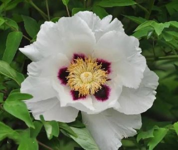 ​紫斑牡丹～中国牡丹第二大品种群