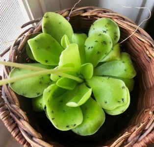 ​阳台养花总有小黑飞？教你两招，花盆干干净净