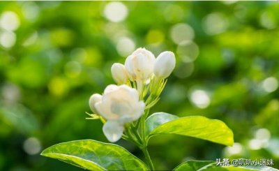 ​茉莉花的3个花语你知道吗？