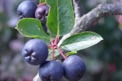 ​黑果腺肋花楸的植物特征，及其在严苛条件下，丰产优质的栽培技术