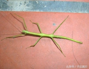 昆虫图集：竹节虫