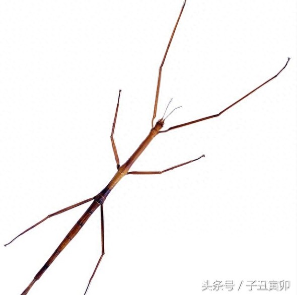 昆虫图集：竹节虫