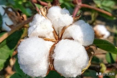 ​2022年棉花多少钱一斤？后期会涨吗？