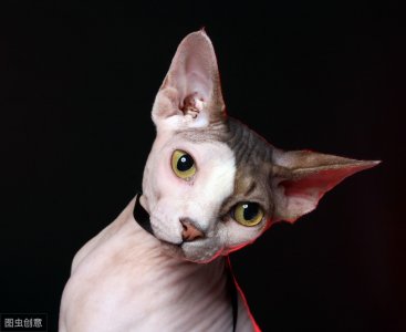 ​友好的外星人——斯芬克斯猫 它的那些秘密你都知道么？