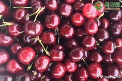 ​目前车厘子多少钱一斤？车厘子几月上市？