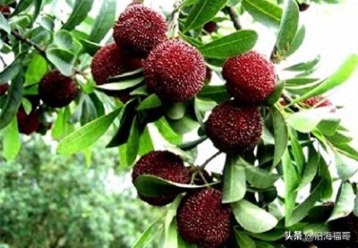 ​钦州逍遥鸡中心产区———钦北区小董镇