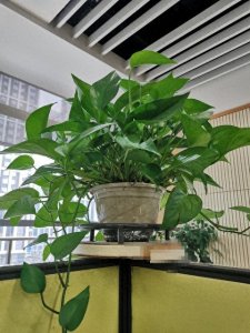 ​居家必养！5款好养好看又上档次的花卉，寓意超美好