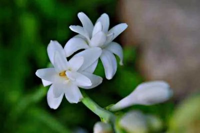 ​晚香玉～翠叶素茎，碧玉秀容，体洁含香，幽香四溢。使人心旷神怡