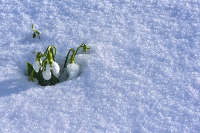 ​物种的起源：揭开生命奇迹的面纱