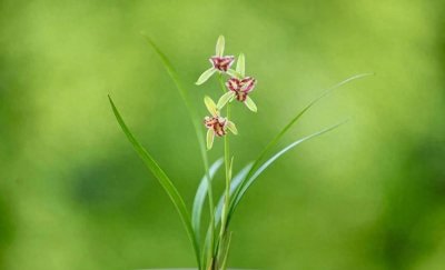 ​新手也能懂！兰花品种辨识技巧，一眼就知真章