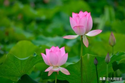 ​“推优”这档子事儿