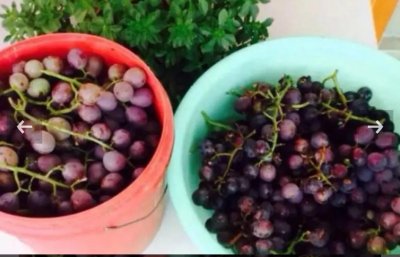 ​葡萄酒的制作方法如下：