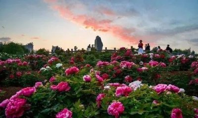 ​每日一诗｜刘禹锡：唯有牡丹真国色，花开时节动京城