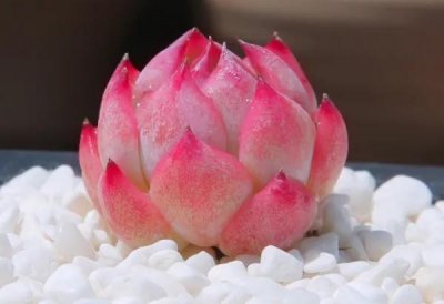 ​水蜜桃多肉养殖及其欣赏