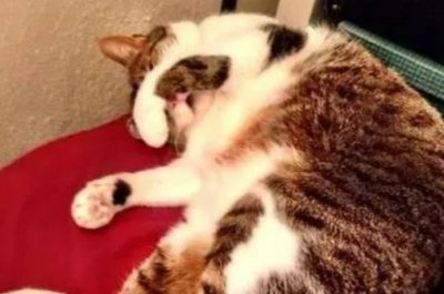 ​为什么猫喜欢挨人睡觉 科学家透露，其实有4个原因