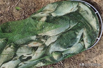 ​秋季野钓鲫鱼，最好找这4种钓位，这些位置大鲫成群