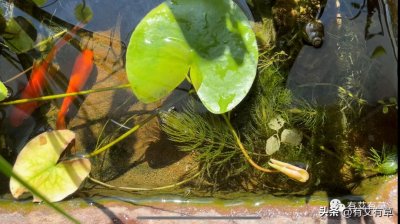 ​古法养鱼：顺应四季，听其自然，才是最好的养鱼之道