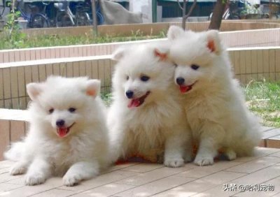 ​银狐犬讨人喜欢，为啥养的人不多