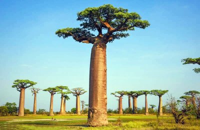 ​这种树可以结出“天然面包”，你见过吗？