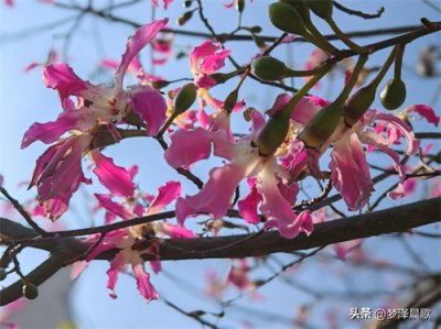 ​美艳诱人 冬日盛开的异木棉鲜花