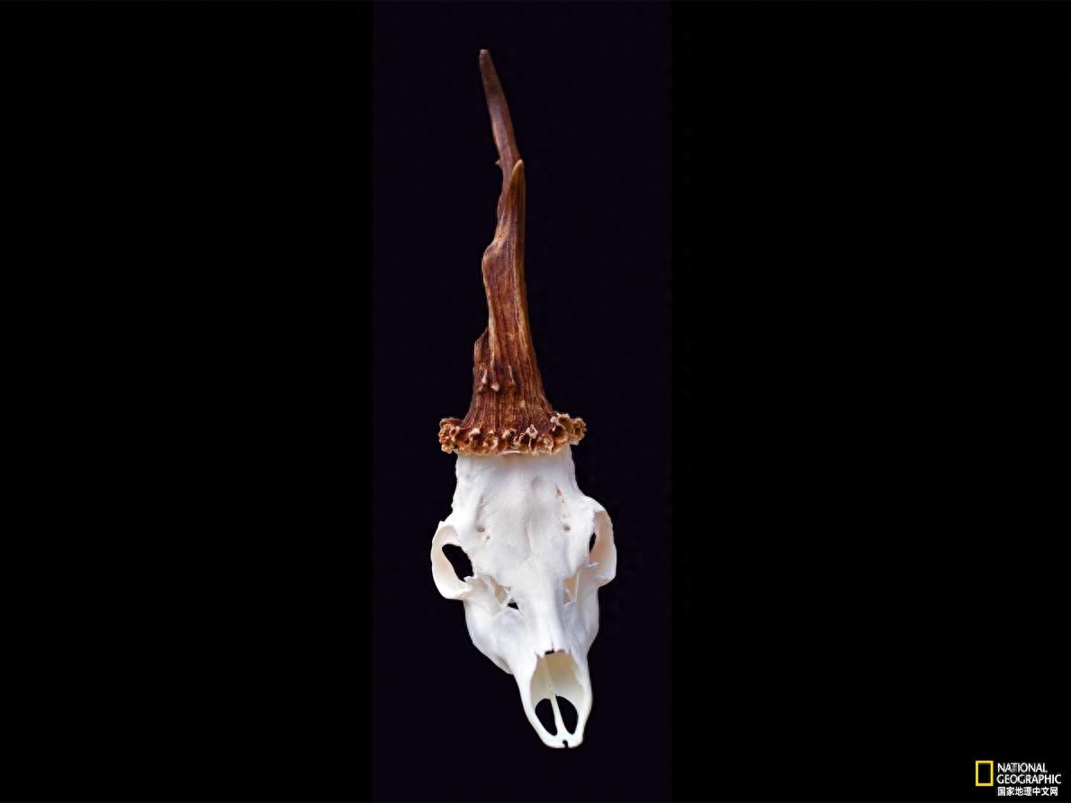 八种奇特的生物