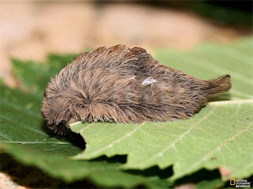 八种奇特的生物