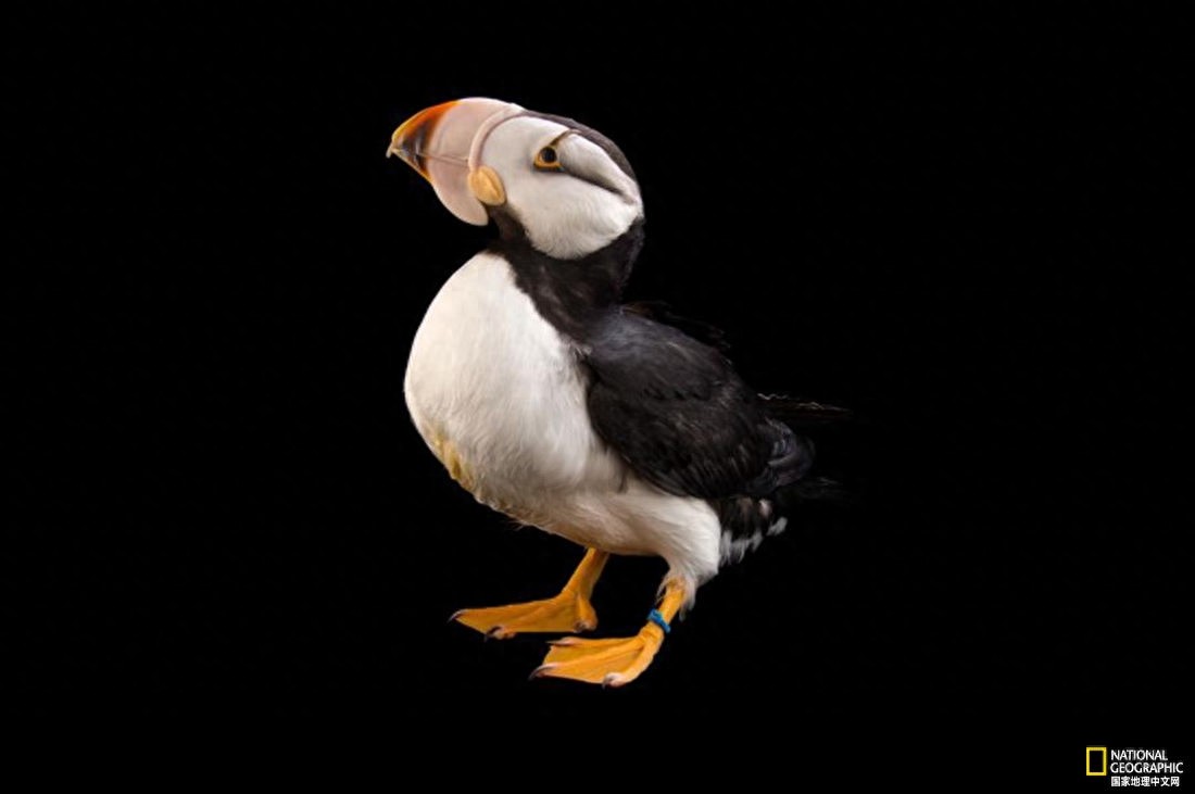 八种奇特的生物