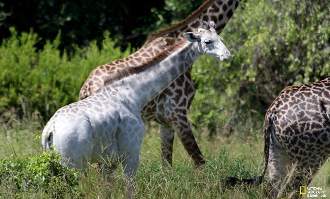 八种奇特的生物