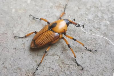 ​竹象虫：专门危害竹子，儿时抓来当玩具，如今养殖的价值百元1斤