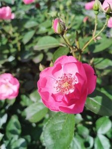 ​读书笔记7：《儒林外史》蘧公孙娶了才女，却是竹篮打水一场空