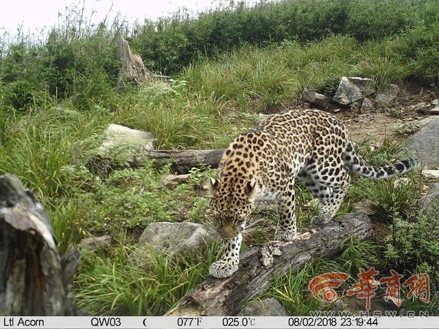 陕西秦岭独有4个国宝级动物（探寻秦岭C位担当）(2)