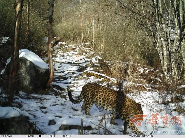 陕西秦岭独有4个国宝级动物（探寻秦岭C位担当）(4)