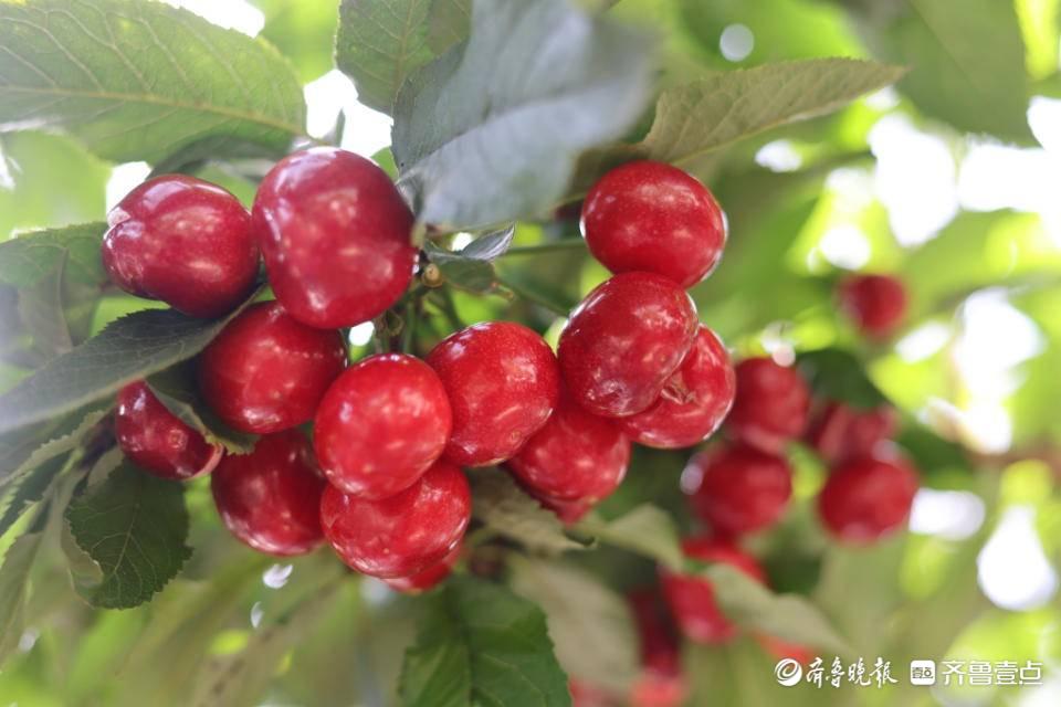 芝罘区属于哪个市(山东芝罘区属于哪个市)