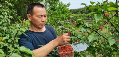 ​把儿时的味道，都倒进成年人的酒杯里……